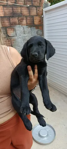 Super promoção, Filhotes de Golden com labrador