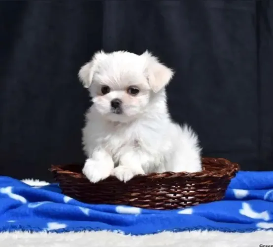 Maltês mini filhote/ Macho disponível