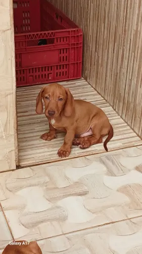 Teckel Salcichinha miniatura
