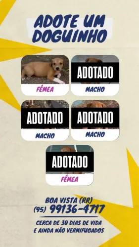 Adoção 