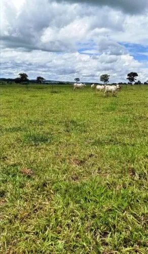 Fazenda de 60?alqueires região de Petrolina-GO