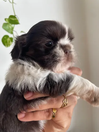 Filhote Shihtzu Fêmea Branco c Chocolate