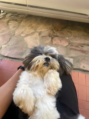 shitzu pra namorar 
