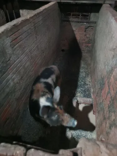 Vendo leitões