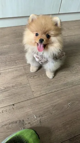 Procuro Pessoa para Adotar Lulu da Pomerânia  - 6 meses