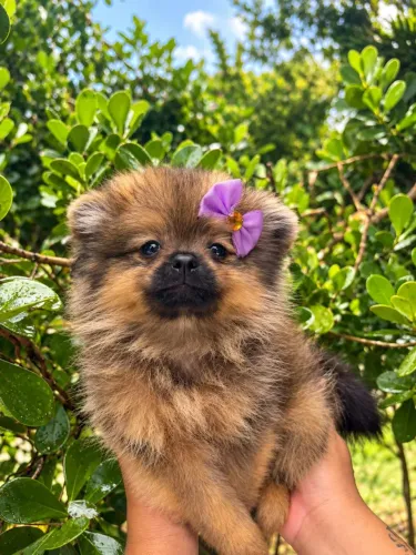 *Venda de filhote lulu da pomerânia*