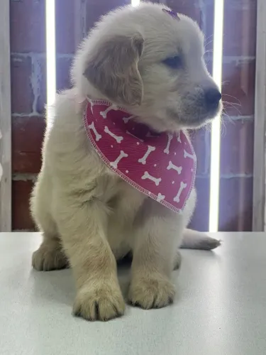 golden retriever porte grande