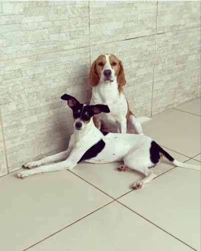 Doação de cachorros