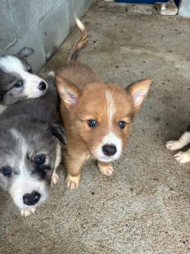 Border Collie 40 DIAS CBKC OPCIONAL