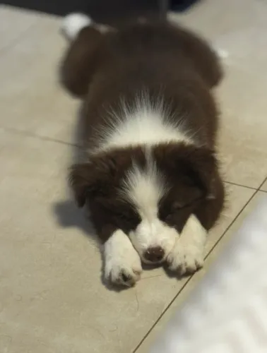 Mais que um pet, um companheiro para toda a vida.