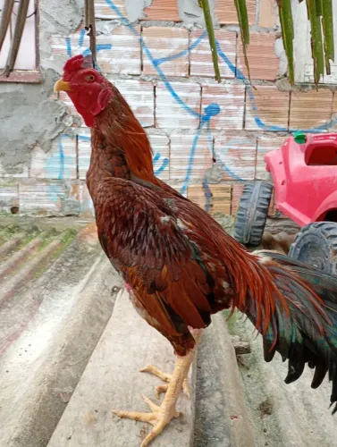 Vendo frango