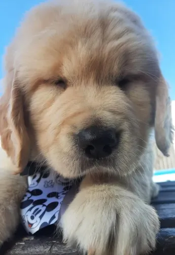 Golden Retriever Filhotes 