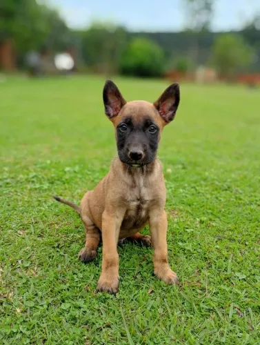 Filhotes de belga malinois