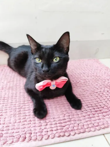Gatinha Adoção