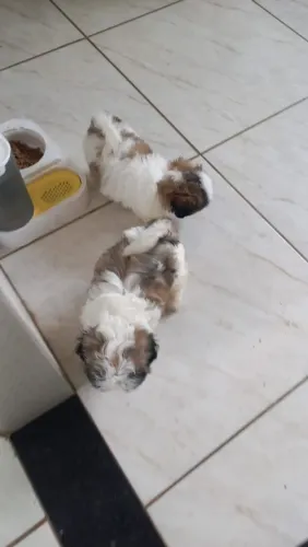 Cachorro da raça shih Tzu