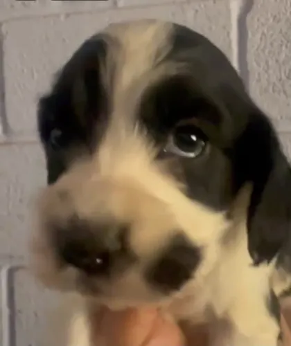 Cocker spaniel com pedigree