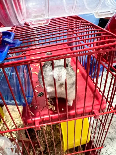 Casinha com 2 hamsters casal