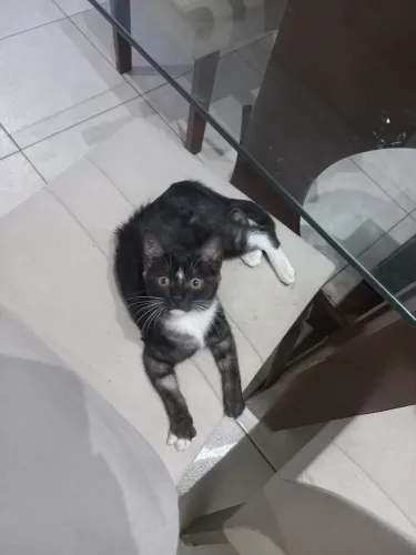 Adoção 