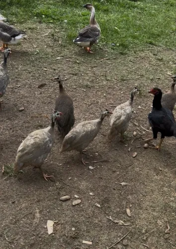 Angolas carijós pra venda. Fêmeas!