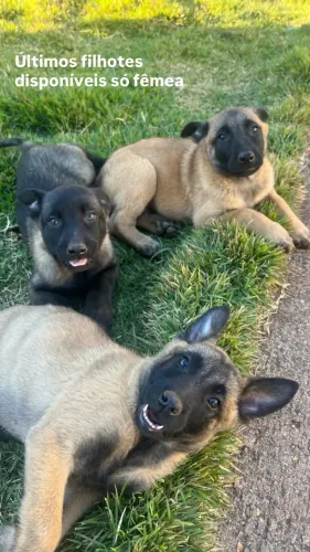 Filhote de pastor malinois 