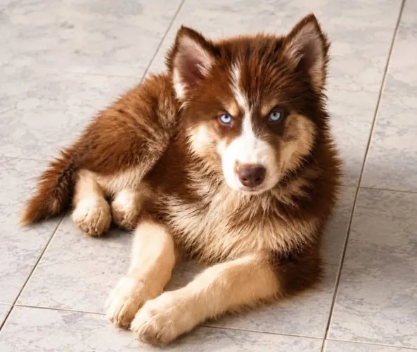 Husky siberian wooly  pelagem mostly Red, macho 4 meses, 4.900
