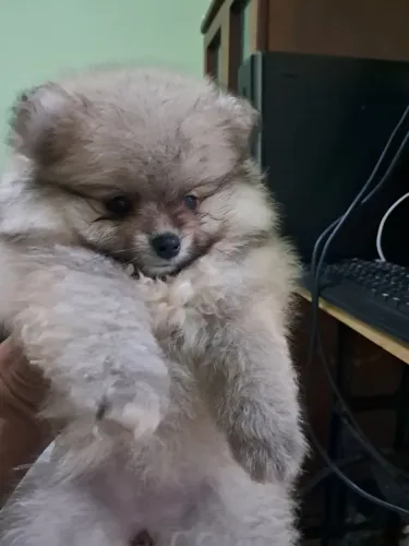 Spitz fêmea dois meses 