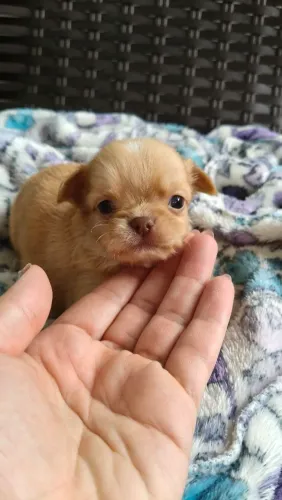 Chihuahua chocolate diluído pelo longo