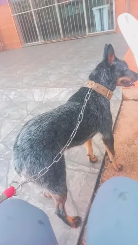 DOAÇÃO estou indo embora não posso levar