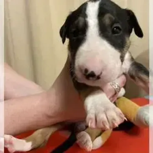 Bull Terrier,Bull Terrier Filhote Disponível Alta Qualidade
