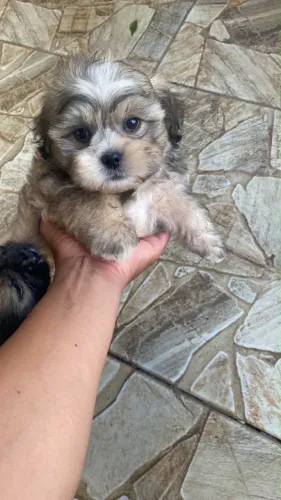 Vende -se Filhotes De Shihtzu com Poodle Macho