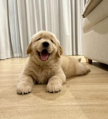 Golden 