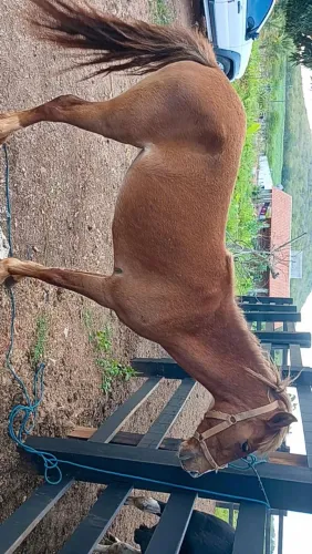 Egua nova