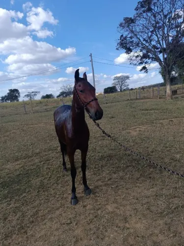 Cavalo