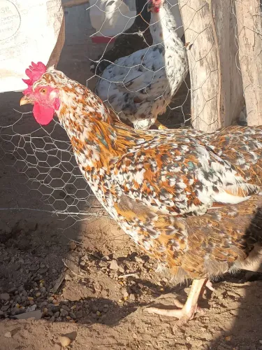 Galinha Balão