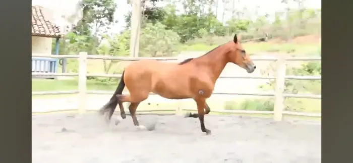 Mais barato que muita galinha!!!