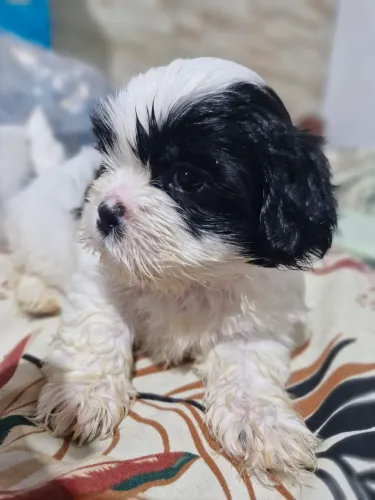 Shih Tzu filhote machinho