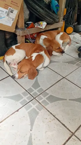 Cachorros Párea de Irmão Beagle+Americano 