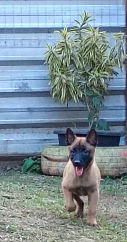 Fêmea 70 dias pastora Malinois