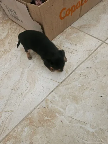 Vendo filhote de pinches