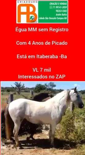  Éguas Disponíveis 