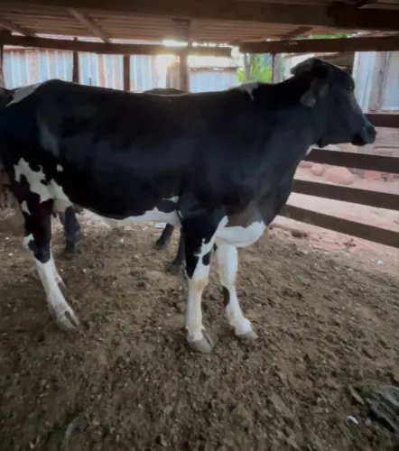 Vaca girolanda