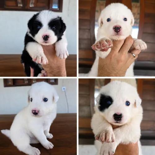 Border Collie