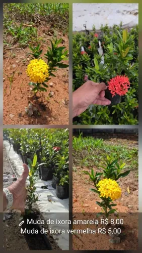 Mudas de ixora amarela e vermelha