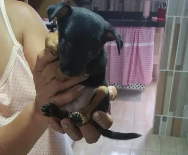 Cachorro Pinscher número 1
