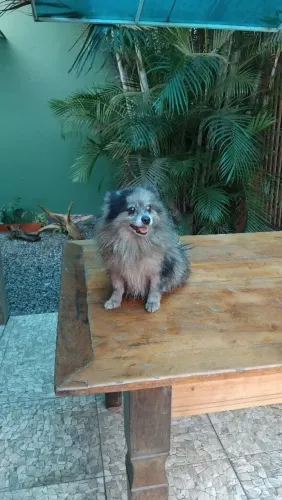 Padreador spitz alemão anão blue merle