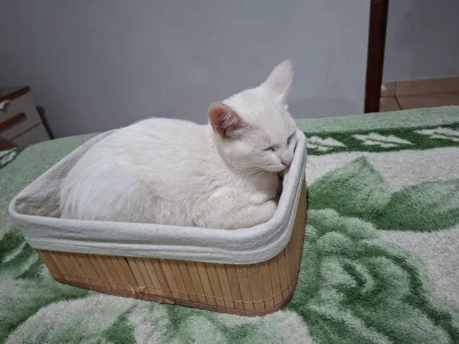 Adoção consciente gatinho filhote macho