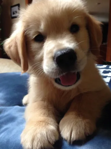 Cachorro
