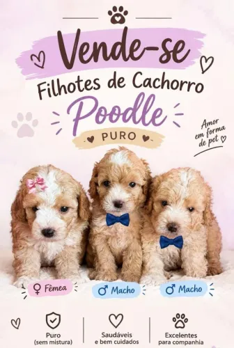 Filhotes de poodle macho e fêmeas disponíveis