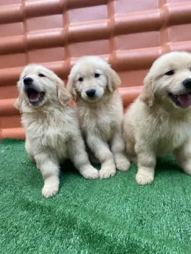 Golden Retriever Um cachorro que combina diversão e companheirismo