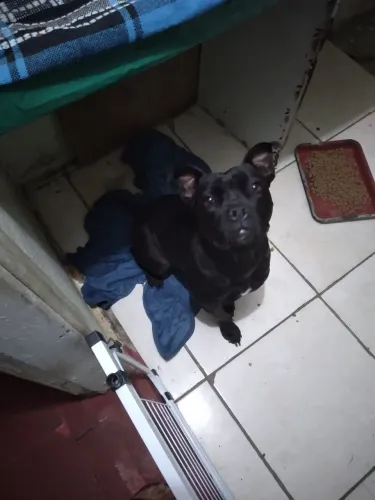Animais para doação
